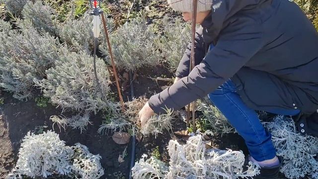 Обрезка ЛАВАНДЫ. Что обязательно нужно делать с лавандой весной? размножение черенкованием.
