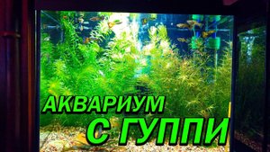Аквариум с гуппи спустя 4 месяца!