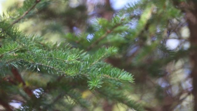 Пихта цельнолистная I Abies holophylla смотреть онлайн