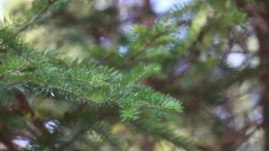 Пихта цельнолистная I Abies holophylla