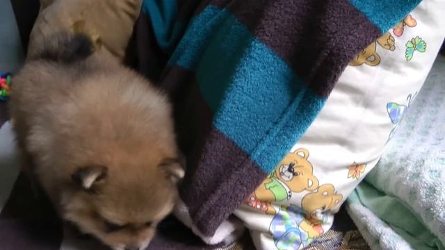 Щенки померанского шпица, возраст 1 месяц и неделя