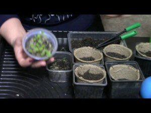 Азарина от посева до цветения  /фильм первый/