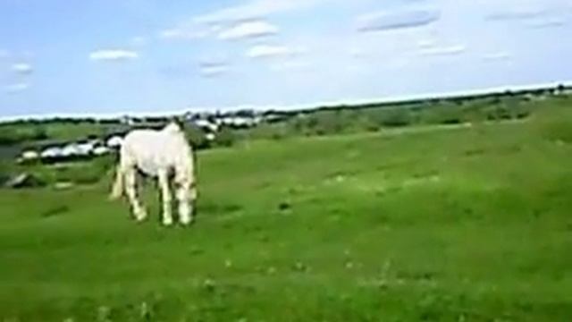 Копия видео "белый конь и Бэгги" смотреть онлайн