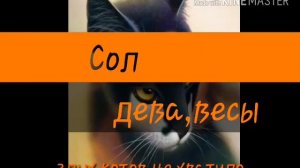 Кто ты из злых котов-воителей по знаку зодиака?