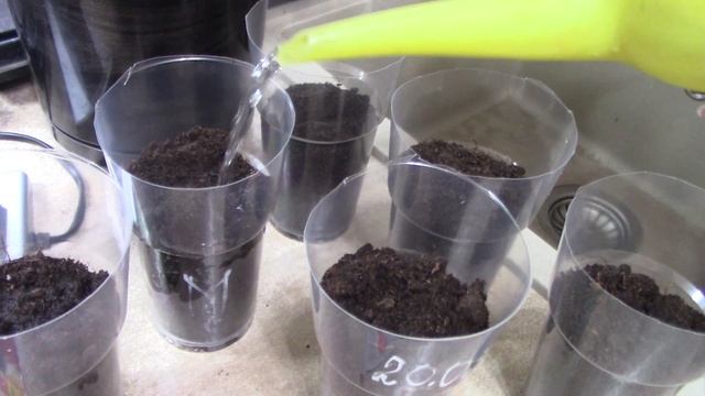 Ипомея, выращивание из семян. Часть 1..mp4 смотреть онлайн