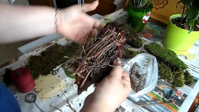 Фаленопсис на блок. Попрообуем пересадить под другим углом и другими компонентами!