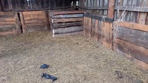 Банхары щенятся в кошаре.