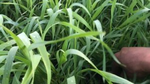 Яровая пшеница после подсолнечника