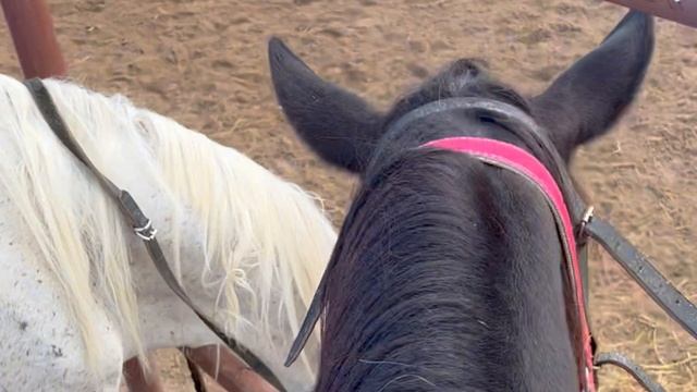 Прогулка на лошадях в Каппадокии|Рассвет в Розовой долине|Воздушные шары и прогулка до Ургюпа смотреть онлайн