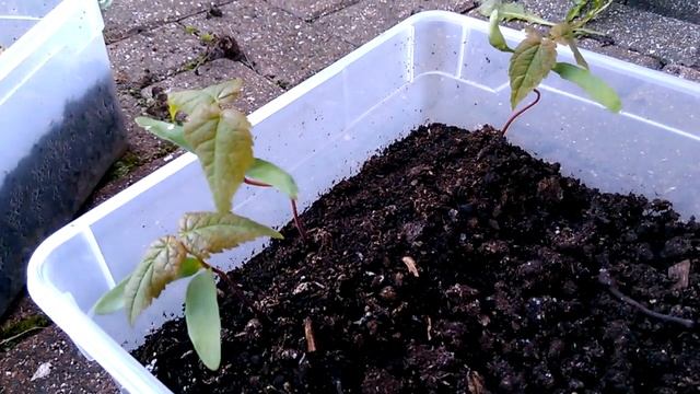 Acer Japonicum Acontifolium Seedlings? смотреть онлайн