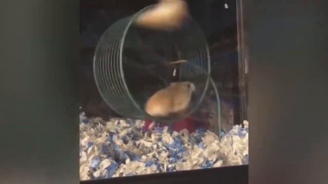 Вот это котяра! Лучшие приколы с животными в 2023 году! Смеялся полтора часа, всем ржать)))) смотреть онлайн