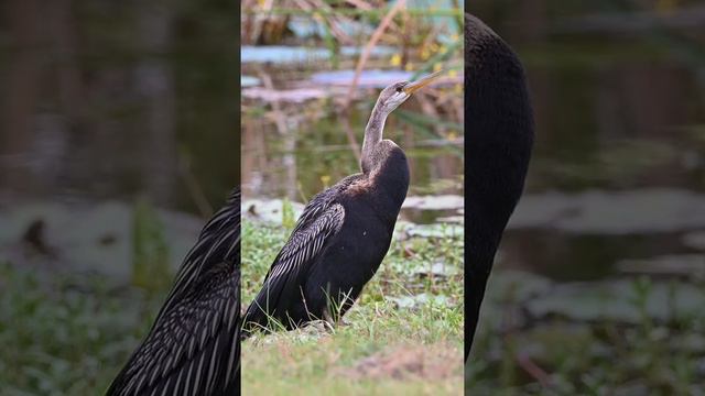 Змеешейка / Darter