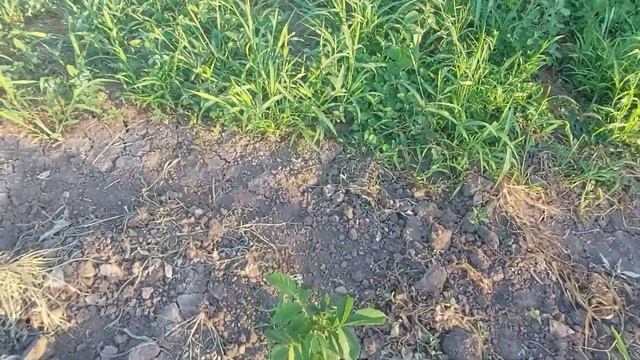 Огуречная грядка. Бахчевые и не только. смотреть онлайн