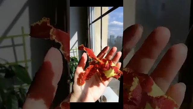 Цветение психопсиса смотреть онлайн