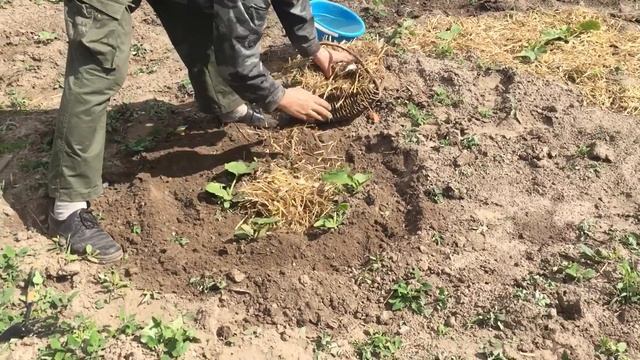 Мульчируем кабачки соломой