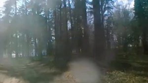 Кострома2011Сосны, Козловы Горы