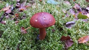 Польский гриб (Imleria badius). Как выглядит гриб на месте произрастания.