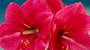 Виды и сорта Амариллисов! Невероятная красота!