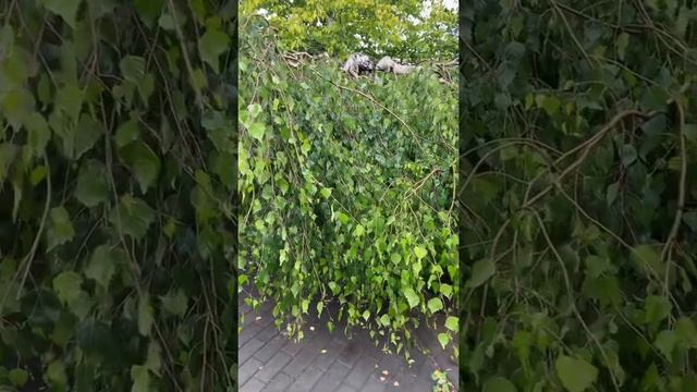 Береза плакучая юнги (betula pendula youngii)