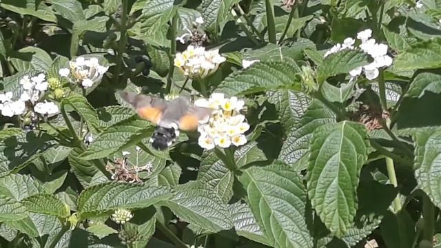 Бражник языкан обыкновенный (Macroglossum stellatarum)
