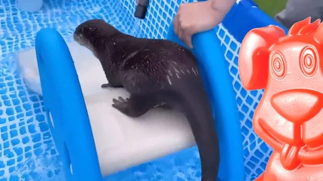 Что выдра забыла в унитазе? Японская подружка желейного Стасика.