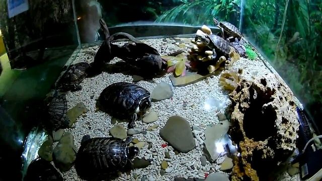 День Рождения Лизы 4 года Океанариум смотреть онлайн