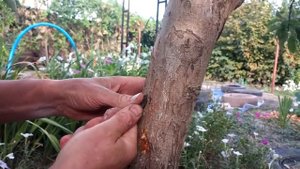 КОРОЕД В ДЕРЕВЕ  ЧТО ДЕЛАТЬ ? Vselennaya uvlecheniy