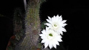 Как заставить цвести кактус