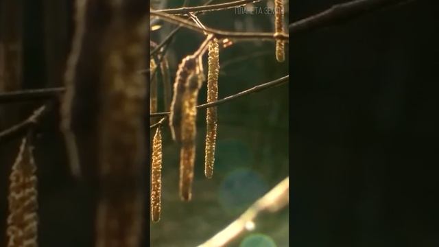 Береза: Лесная невеста смотреть онлайн