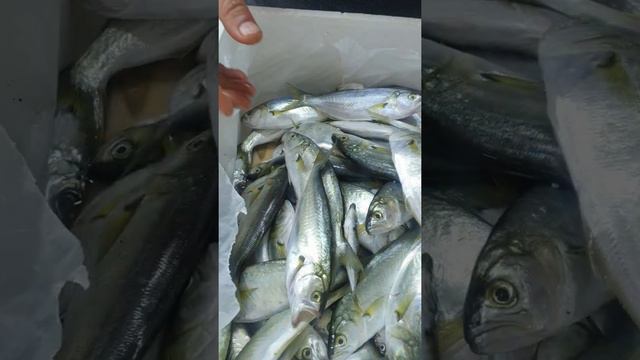 BALIKCI OZİ'nin ALMATA MUTFAĞI (самые великолепные морепродукты в Алматы) смотреть онлайн