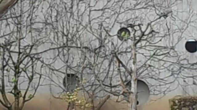 Германия(Wilhelma)( wellensittich)волнистый попугай розовый какаду( rosakakadu смотреть онлайн