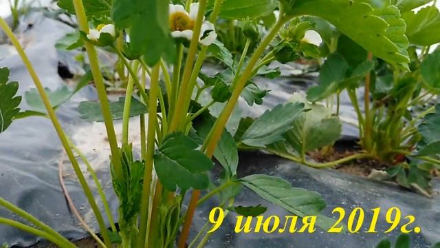 48. На Ямале. Из замороженной клубники вырастила ЯГОДЫ!!!! Эксперимент УДАЛСЯ!!!!! смотреть онлайн