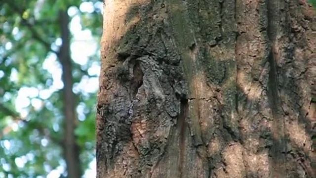 Скворец, кормление птенцов.