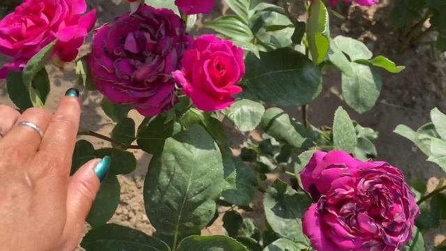 РОЗЫ АКАПЕЛЛА И БИГ ПЕРПЛ НА ЖАРЕ ВЫШЕ 35 ГРАДУСОВ ??? смотреть онлайн