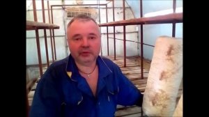 О непрофессиональном выращивании вешенки