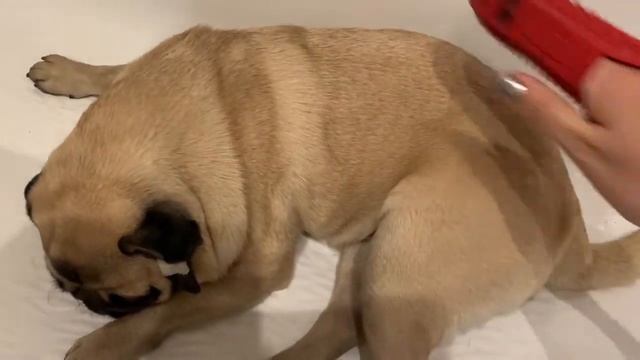 Мопсовлог # 16 Хлопа храпит как мужик. Грумминг в домашних условиях ❤️ смотреть онлайн