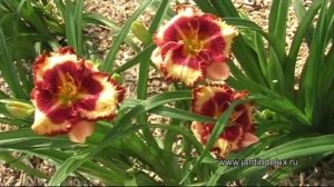 Цветение лилейников 2015- Общие виды