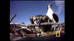 Птица Скопа