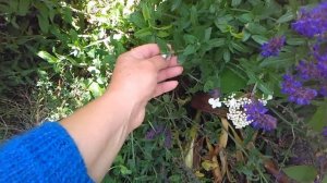 Многолетники. Летняя обрезка