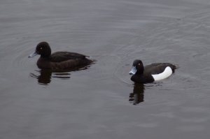 Утки плавают под водой