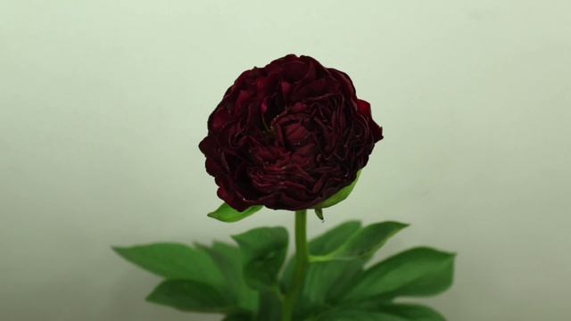 Peony Old Faithful - Time Lapse смотреть онлайн