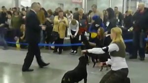 Энтлебухер Зенненхунд - Евразия 2010 (1 день) entlebucher