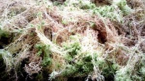 Мох сфагнум для моих орхидей.Где покупаю?