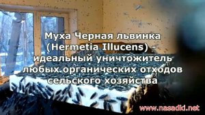 Завод по производству черной львинки и опарыша 2017 год 1