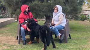 Azerbaijan. Bernese mountain dogs kennel / питомник Бернских зенненхундов / Bern zennenhund barinag