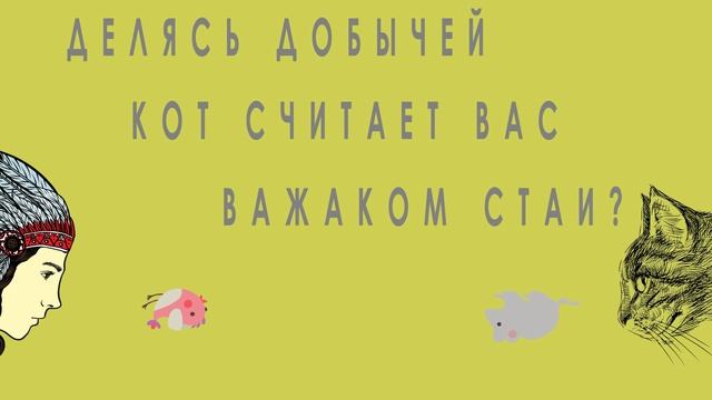 10 ошибок в понимании домашних животных. Удивительное о поведении кошек, собак, домашних питомцев
