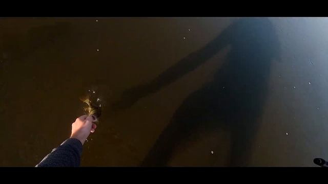 КАРОЛИНСКАЯ ОСНАСТКА против ВОБЛЕРОВ и БЛЕСЕН. Заруба двух снастей и спиннингов. смотреть онлайн