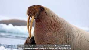 Животные тундры обрезка Лина