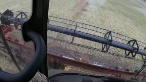 Новые комбайны Нью Холланд, вид из кабины и телеги для перевозки жаток.