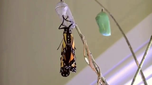 Превращение гусеницы в бабочку